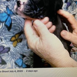 Boxer Puppies from Sand Creek Boxer Kennel