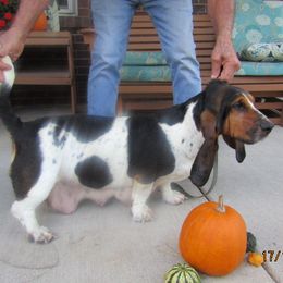 Darci - Basset Hound