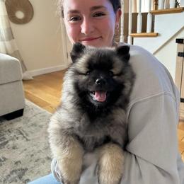 Keeshond Puppies from Hocking Hills Keeshonds