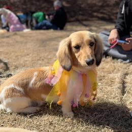 Cannoli - Dachshund