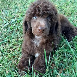 Corduroy with training - Brown male Poodle puppy in Boonville, North Carolina from Doods & Dolls