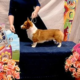 Pembroke Welsh Corgi puppies from Rachael Singletary