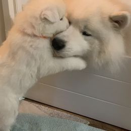 Samoyeds from Amara's Samoyed