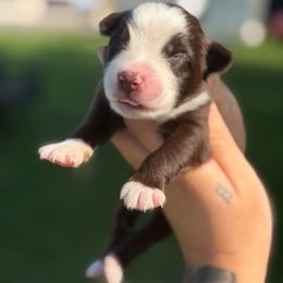 Axel AKC - Red tri-color male Australian Shepherd puppy in Polk City, Florida from Skaky Shepherds