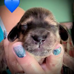 Bruce Sinclaire - Brindle male Dachshund puppy in Cadillac, Michigan from Winzig Ranch