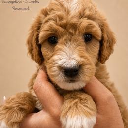Evangeline - Apricot female Goldendoodle puppy in Lake Charles, Louisiana from Perfect Fit Poodles & Doodles
