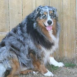 Smokey - Australian Shepherd