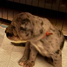 Orange collar - Merle female Great Dane puppy in La Vernia, Texas from Thistlewood Danes