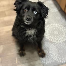 Mabel - Miniature Australian Shepherd