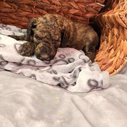 Bear - Sable male Poodle puppy in Osage Beach, Missouri from Pups Are Us