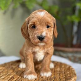 Iquitos - Caramel red male Australian Labradoodle puppy in Morgan Hill, California from Loving Labradoodle