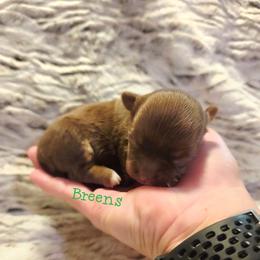 Chocolate, tan, white markings. - Chocolate female Chihuahua puppy in Richmond, Virginia from Breens