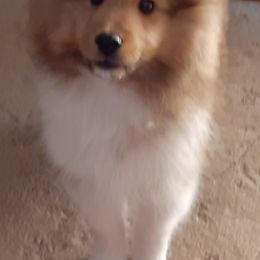 Shetland Sheepdog Puppies from Splendor Shelties