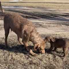 Chesapeake Bay Retriever All Grown Up from Troy Koster