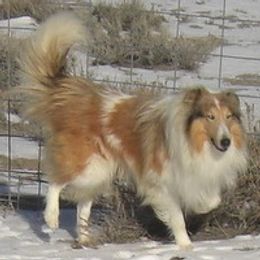 Tundra- Saralina's sire - Collie
