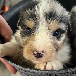 Boy 5 - Blue merle male Australian Shepherd puppy in Welda, Kansas from McDaniel Aussies of Kansas LLC