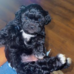 Coco - Black and white female Shihpoo puppy in Cane Savannah, South Carolina from Dws_kennelservices