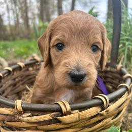 St. Augustine - Apricot male Goldendoodle puppy in Denison, Iowa from Violet View Iowa Goldendoodles