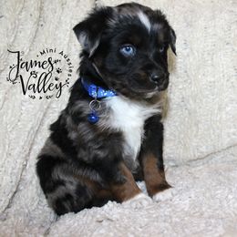 Kane Boy - Blue merle Miniature Australian Shepherd puppy in Missouri from James Valley Aussies