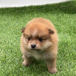 Star 1550 CKC - Tri-colored female Pomeranian puppy in Douglas, Georgia from Heartland small breeds
