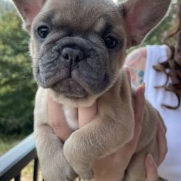 French Bulldog Puppies from Private Reserve French Bulldogs