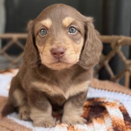 Rio - Chocolate and cream male Dachshund puppy in Duncanville, Alabama from Bear Creek
