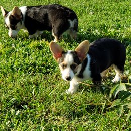 Pembroke Welsh Corgi Puppies from Barks Farms Corgis