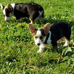 Pembroke Welsh Corgi Puppies from Barks Farms Corgis