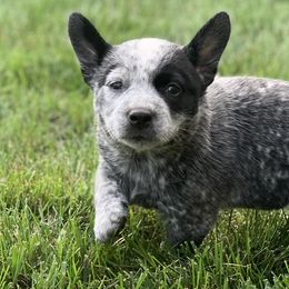 Girl 1 - Rosemary - Australian Cattle Dog puppy in Indiana from Quarter Acre Farms