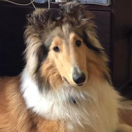 Mattie - Collie