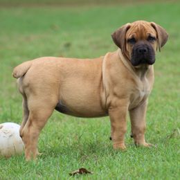 Panda(Red) - Brown female Boerboel puppy in Shawnee, Oklahoma from TXT Boerboels