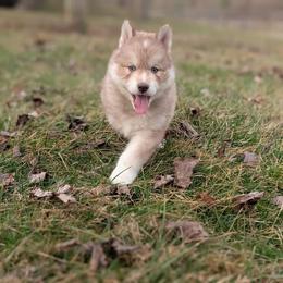 Cadbury - Red and white male Siberian Husky puppy in Coshocton, Ohio from Wyant Farms