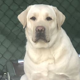 Harper - Labrador Retriever