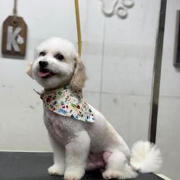 Rex - Poodle
