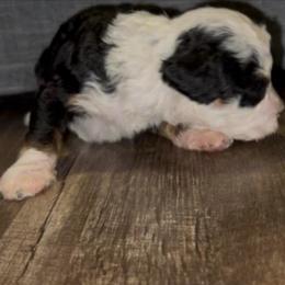 Oreo - Tri-color female Bernedoodle puppy in Los Angeles, California from Bernied00dle Love