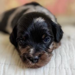 Amelia Badelia - Merle female Cavapoo puppy in Beckley, West Virginia from By Design Doodles