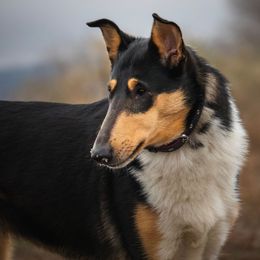 Collie puppies from Owyhee Valley Collies