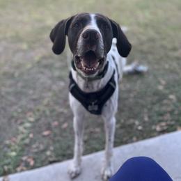 River - Liver and white male German Shorthaired Pointer puppy in Kathleen, Florida from Alex Yates GSP's