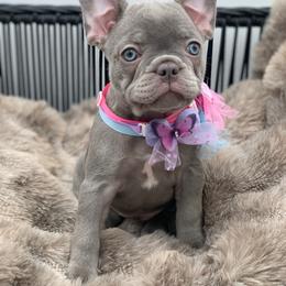 Remi - Blue female French Bulldog puppy in Minneapolis, Minnesota from Flyazz Frenchies Kennels