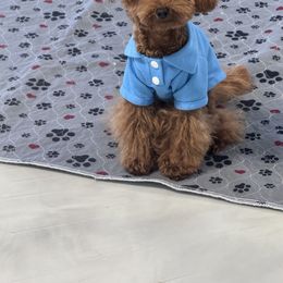 Poodle All Grown Up from Darlynda May