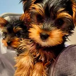 Yorkshire Terriers from Palaco Pups