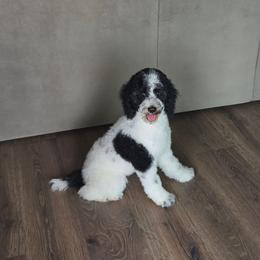 Bea - Black female Poodle puppy in Casa Grande, Arizona from Arizona's Once Upon A Boston and Poodle ❤️