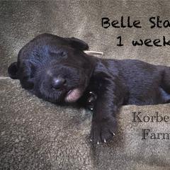 Belle Starr (Mini Size) - White and black female Bordoodle puppy in Mulino, Oregon from Korbella Farm
