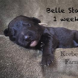 Belle Starr (Mini Size) - White and black female Bordoodle puppy in Mulino, Oregon from Korbella Farm