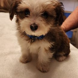 Ichabod - Papillon puppy from Kica Papillons