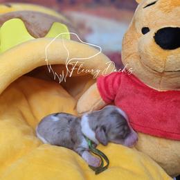 Barrel - Chocolate and cream male Dachshund puppy in Martin City, Montana from FleuryDachs