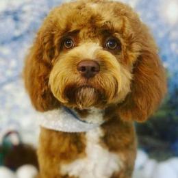 Izzy - Cavapoo
