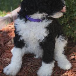 Poodle Puppies from Timberlea kennels