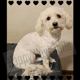 Gemma - Havanese