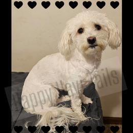 Gemma - Havanese